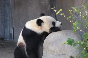 panda